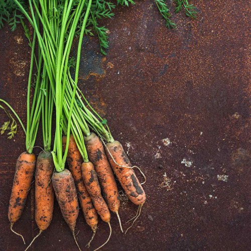 Little Finger Carrot Seeds - 1 Oz ~20,000 Seeds - Non-GMO, Heirloom Vegetable Garden Seeds - Gardening, Microgreens