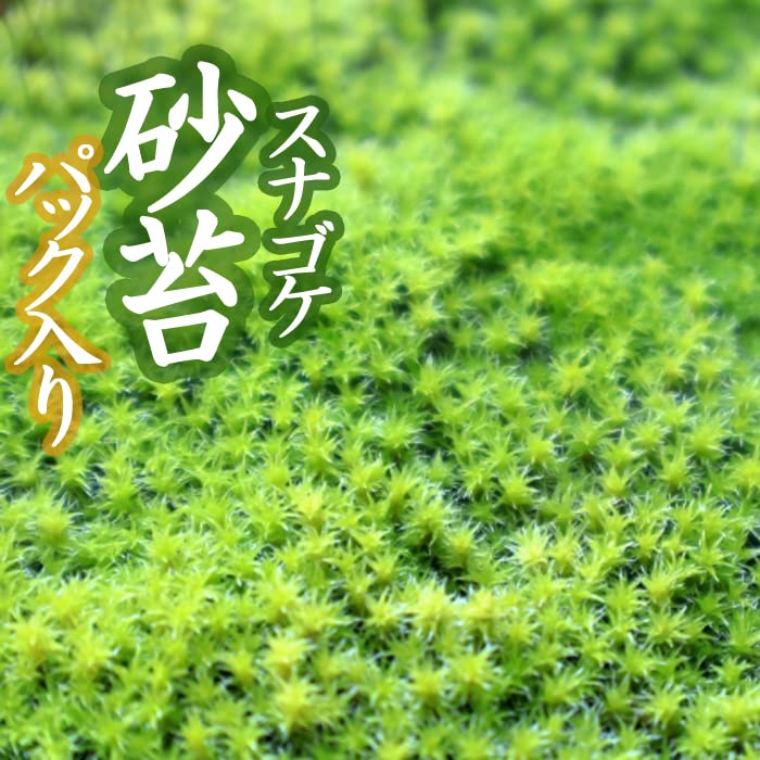Amazon.co.jp: コケ こけ スナゴケ 砂苔 18×11cmパック入り 苔