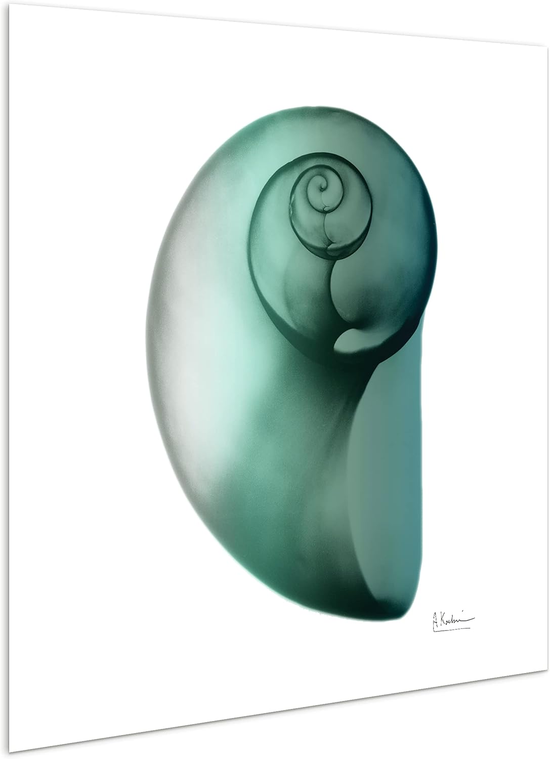 Shimmering Snail II 24" x 24" Tempered Glass Wall Art