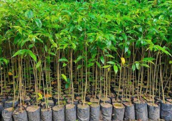 5 Nos worlds best agarwood live plants from Tripura. Tripura is a holy land for agar wood. And quality of agar wood is worlds best in position.The name Capital Agartala is a great authenticity (B0CRYV2KX2) Amazon Price History, Amazon Price Tracker