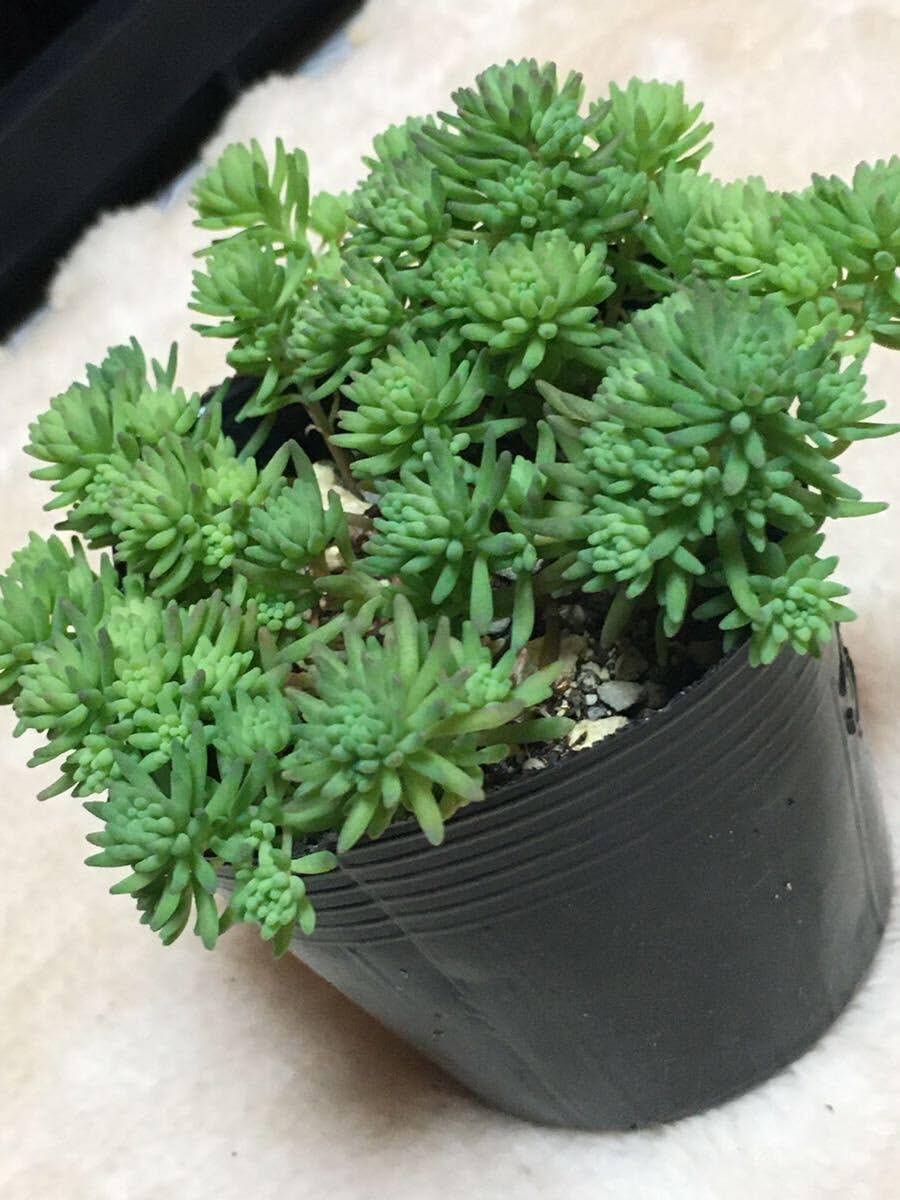 抜き苗多肉植物 多肉植物❤︎パリダム❤︎抜き苗♪ セダム 斑入りパリダム