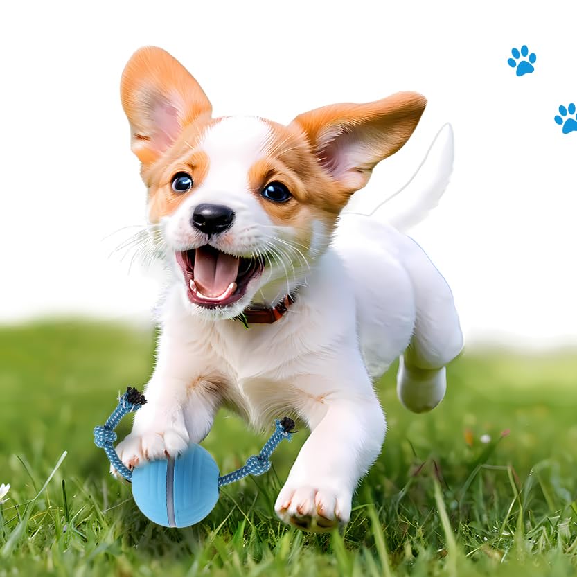 Balle électrique pour chien Petmolico bleue avec télécommande - 7
