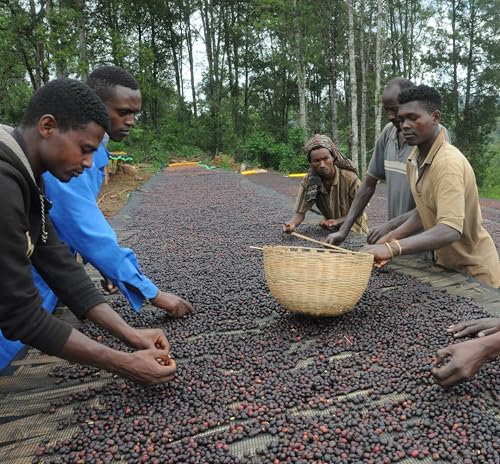 Ethiopian Sidamo Natural Green Beans