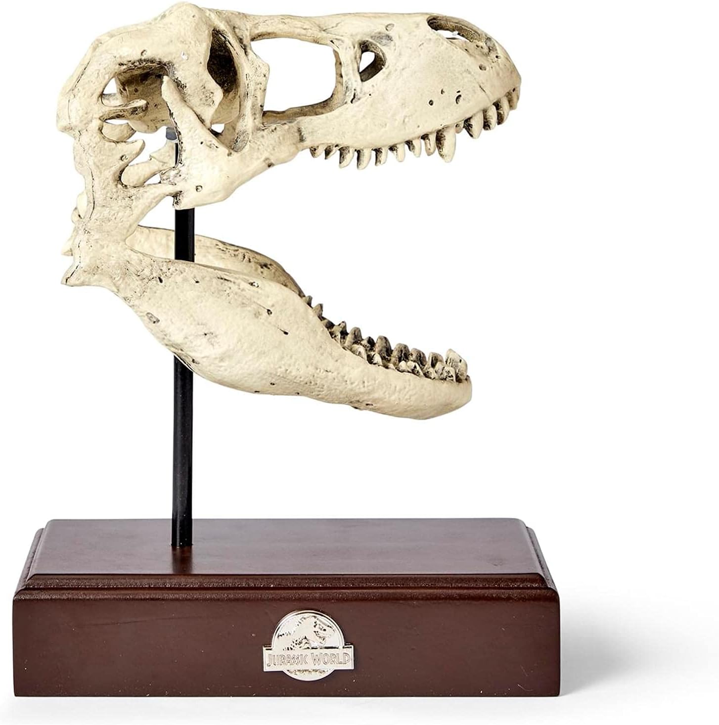 Amazon.com: Jurassic World Tyrannosaurus Rex Skull Resin Replica - 9x8 ...