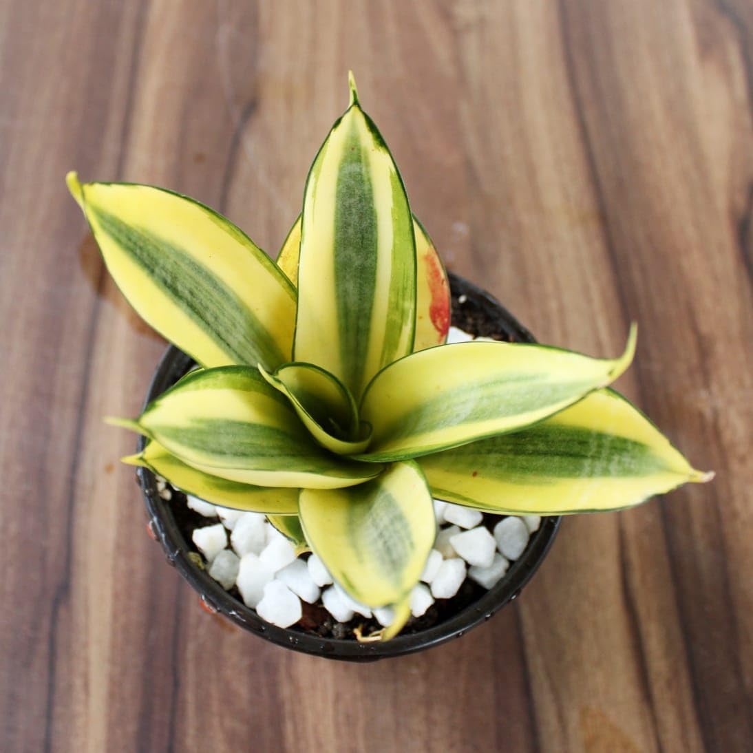 Generic Snake Plant, Live Indoor Sansevieria, Green and Yellow Variegated, 12 cm Height, Black Nursery Pot with White Pebbles, Air Purifying, Low Maintenance, Desktop Plant (Pack of 1) NLH_3-image-32