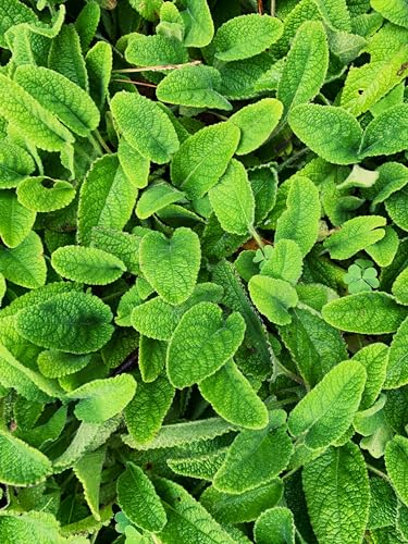 Premium Zitronenmelisse 50g – 100% Rein, Roh, Wild, Nicht-GVO, Vegan – Beruhigendes Kraut zur Stresslinderung, Schlafunterstützung und für die Verdauungsgesundheit – Ideal für Kräutertees und Extrakte