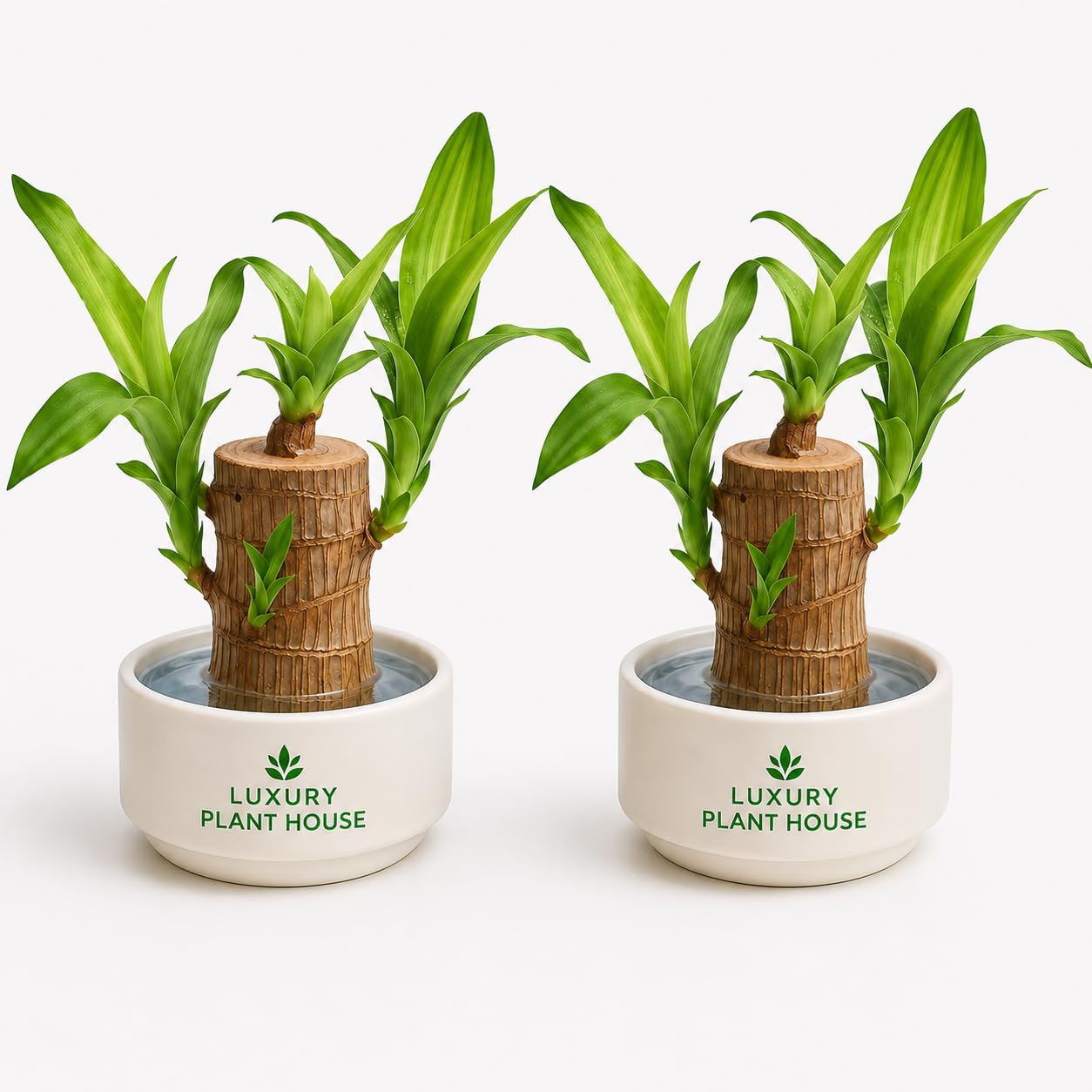 Brazillian Wood Plant with Out Pot | Indoor Lucky Bamboo Brazilian Wood | Air Purifying Plant | Vastu Feng Shui Home & Office Decorative Plant-picture-11