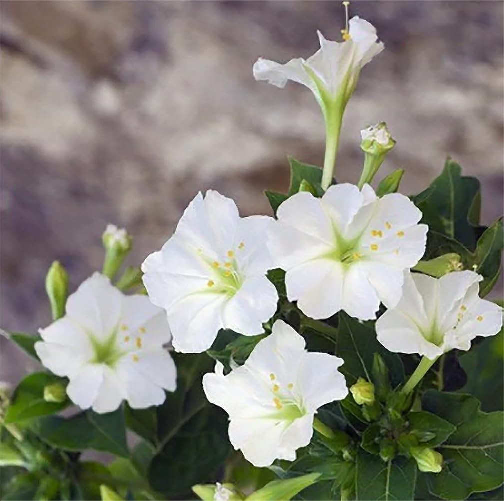 Amazon.com : 80 White Four O'Clock Seeds - Tender Perennial That