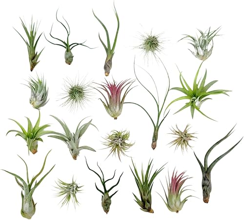 20 plantas de aire vivo variedad de especies seleccionadas a mano plantas de interior tropicales para decoración del hogar y terrarios de bricolaje