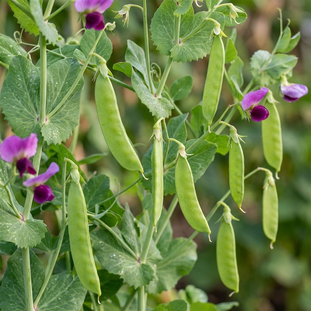 Pea Half Pint Seeds (Tom Thumb) – Dwarf Garden Peas for Containers – Compact & High Yielding Variety – Sweet Full Size Pods – Summer Cropping Vegetable Seeds