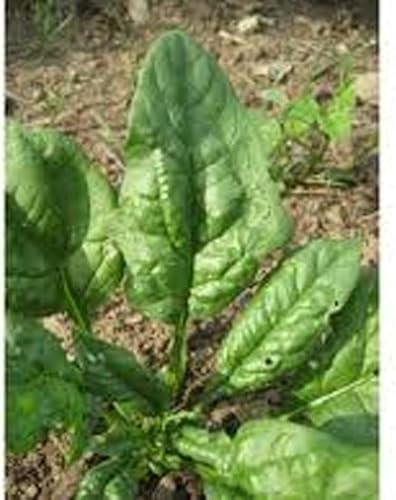 Miniatura 4 de Espinacas, semillas de espinaca Bloomsdale de larga duración, reliquia, sin OMG, 500 semillas,