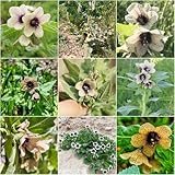 Sie sind die perfekte Wahl zum Schneiden und Arrangieren von Blumen. Sie können es in einem Garten im Freien oder als Schnittblume drinnen genießen.