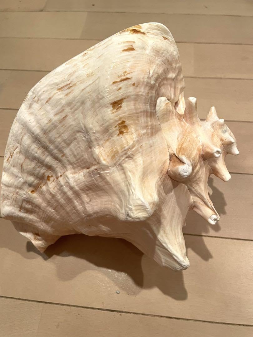 ピンク法螺貝 Amazon.co.jp: ピンク法螺貝 : 文房具・オフィス用品