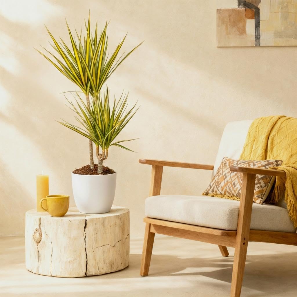 Green boutiQ - Zimmerpflanzen - Dracaena Sunray - Drachenbaum - Wenig Pflege - Grün - Gelb - 1 Pflanze - mit Potter Weiß - Topf 21cm - Höhe 90-100cm