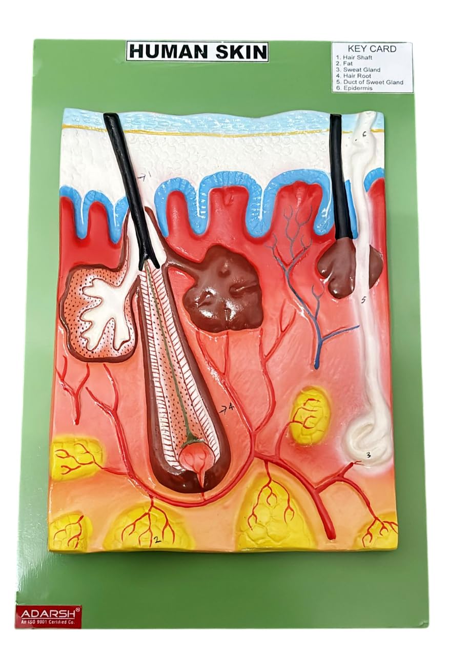 AI-Human Skin Model on Board 10"x15"/Anatomy Medical Model/Biology Models/Teaching Aids School Education Supplies/Anatomical Model Anatomy for Science Classroom Study Display Teaching Medical Model