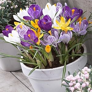 Van Zyverden Crocus Large Flowering Blend For Containers Set of 25 Bulbs