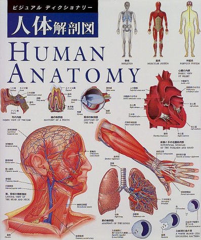 ビジュアルディクショナリー　人体解剖図