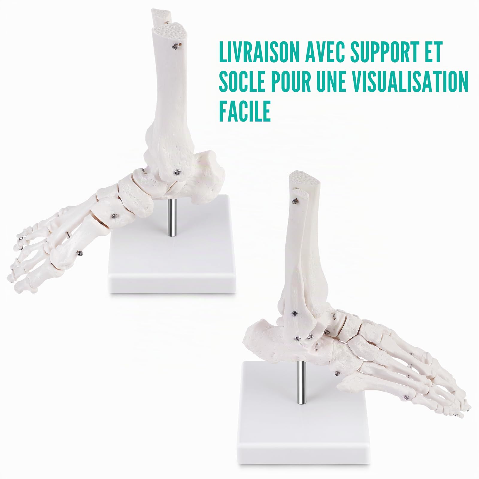 ERWEY Modèle de cheville humain grandeur nature avec trépied, modèle squelette du pied droit, modèle d'anatomie médicale