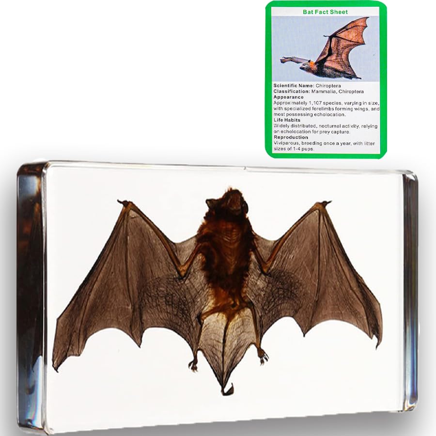 Bat Specimen,Resin Taxidermy Animal Specimens,Framed Bat Decoration for Educational Displays, Taxidermy Enthusiasts, Oddities Collectors, Science Education (13.8 * 9.4 * 34mm)