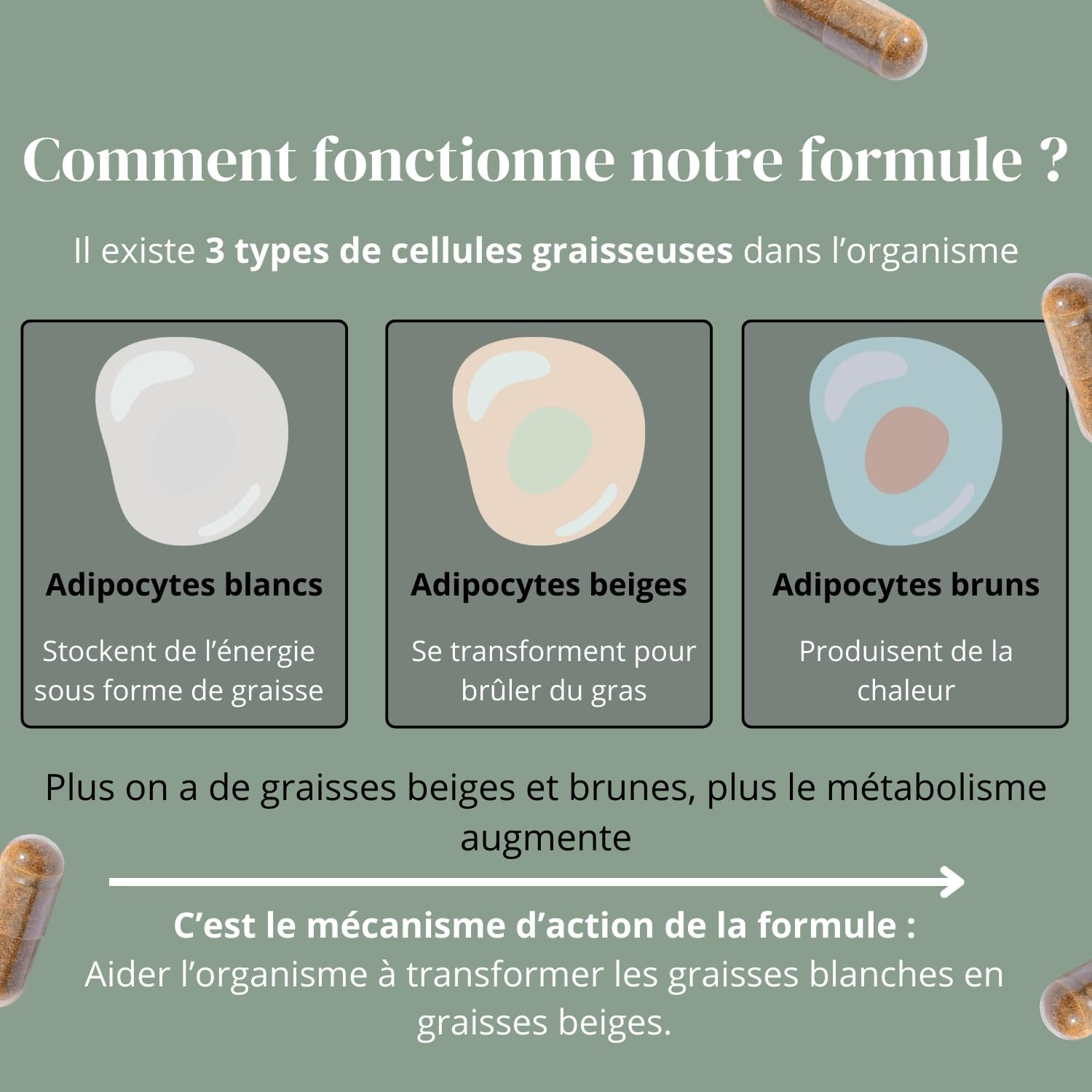 Bruleur de graisse, Formule avec Guarana, Sinetrol® & Probiotiques - Minceur - Perte de Poids, Boost du Métabolisme & Digestion, Cure de 1 mois (60 Gélules), Fabriqué en France, Vegan