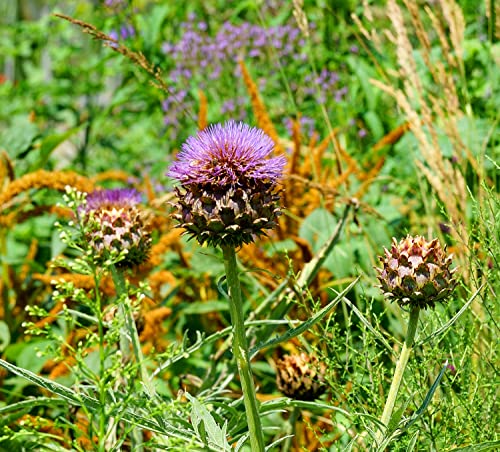 Zierartischocke - Kardy - Cynara cardunculus ssp. flavescens - 30 Samen Zierartischocke - Kardy - Cynara cardunculus ssp. flavescens - 30 Samen