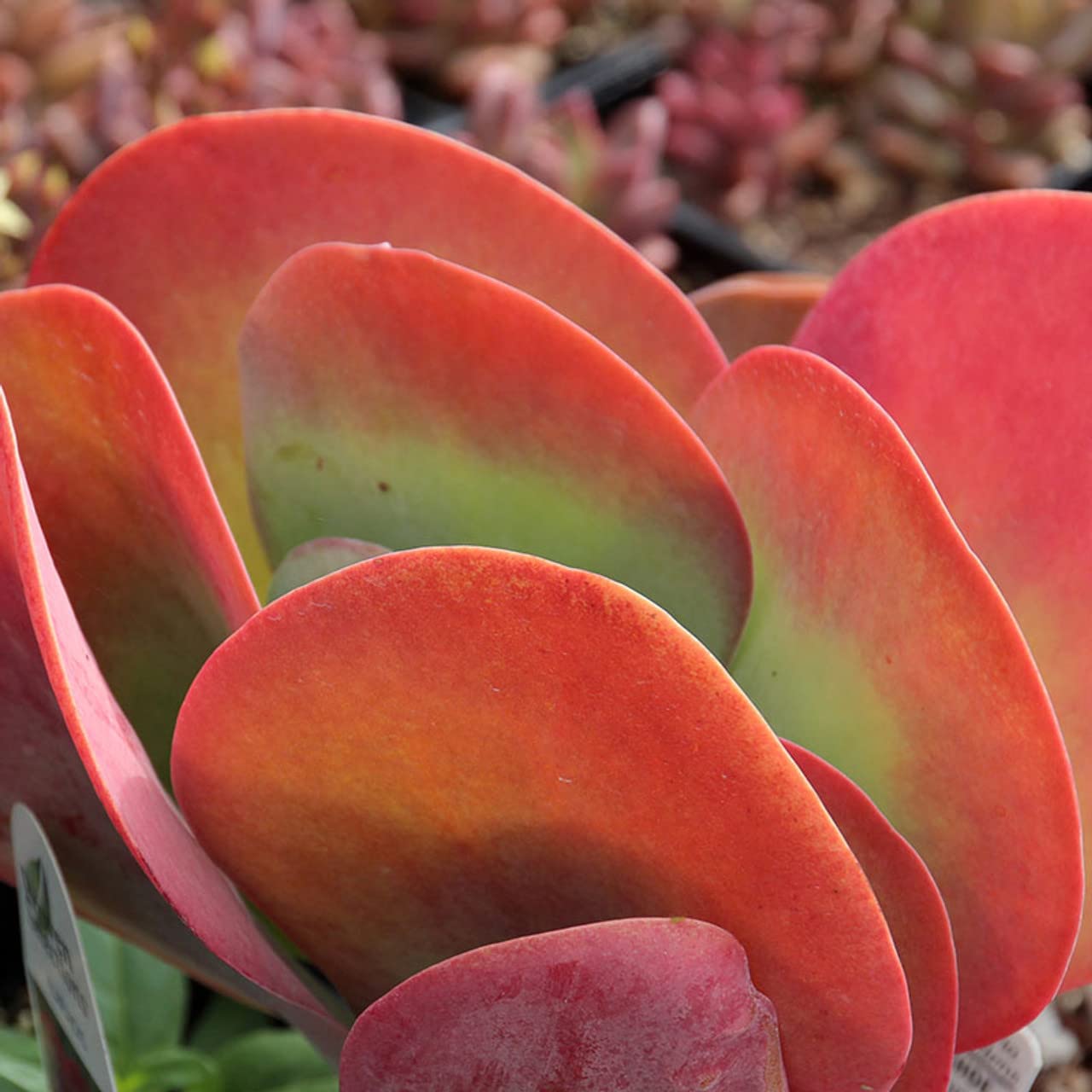 jalapeno plant seeds Pepper, Jalapeo M Seed Packets