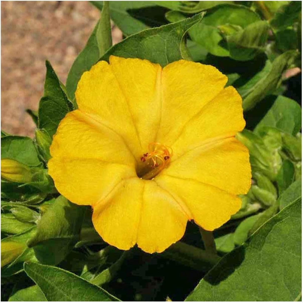 Everwilde Farms - 1 Lb Yellow Four O' Clock Wildflower Seeds - Gold Vault