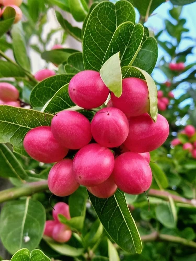 GreenWorld Special Sweet & Rare Karunda/Karamcha Fruit Plant (Guti Kolom) Healthy 2 Years old Plant Ready to Fruit After 4 Month (B0CCMXCPCC) Amazon Price History, Amazon Price Tracker