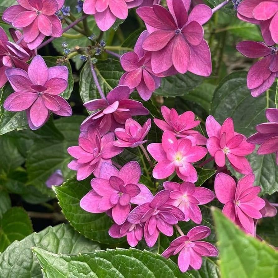 Amazon.co.jp: アジサイ ダンスパーティーハッピー 7.5cmポット Amazon.co.jp: アジサイ ダンスパーティーハッピー 7.5cmポット