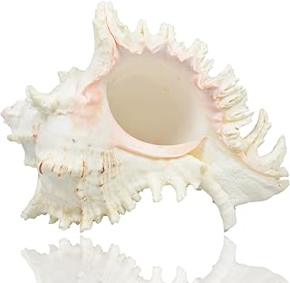 Jangostor Grandi Conchiglie di Mare Naturali, Conchiglie di Conchiglie enormi con Conchiglie 17-20CM (2)
