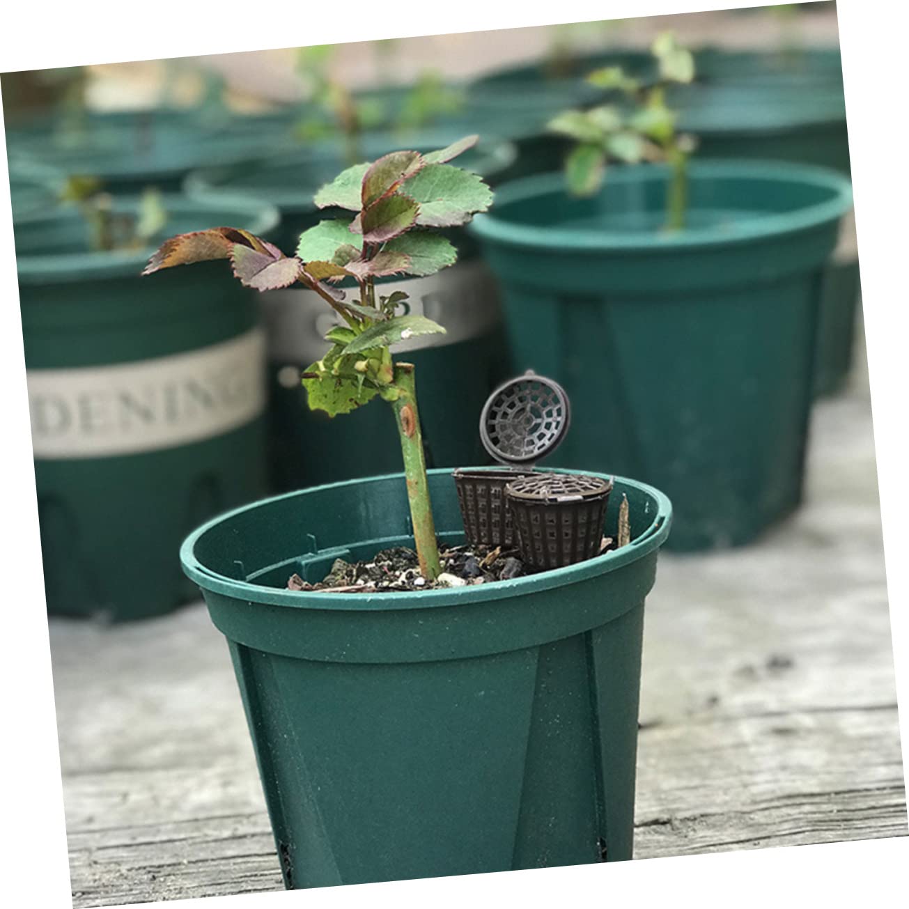 BESPORTBLE 150pièces Boîte De Fertilisation Avec Couvercle Pour Plantes Fleurs Et Bonsai Économiseur De Fertilisant Et Réutilisable