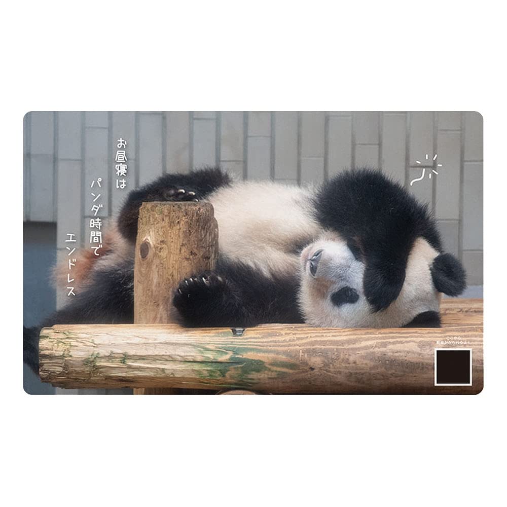 64 Off 23calendar 書き込み 猫川柳 スケジュール Apj ねこ 動物写真 卓上カレンダー23年