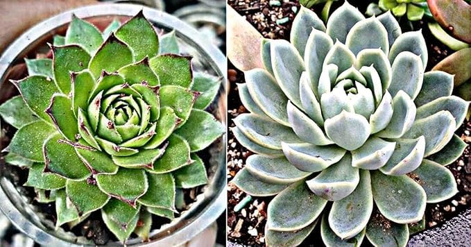 LIVE Vishnu Kamal And Laxmi Kamal Succulent Plant BLACK Pot 4 INCH (Pack of 2) Succulents & Succulent Mixes for Home Decor, Large Size (B0D8PMMTYK) Amazon Price History, Amazon Price Tracker