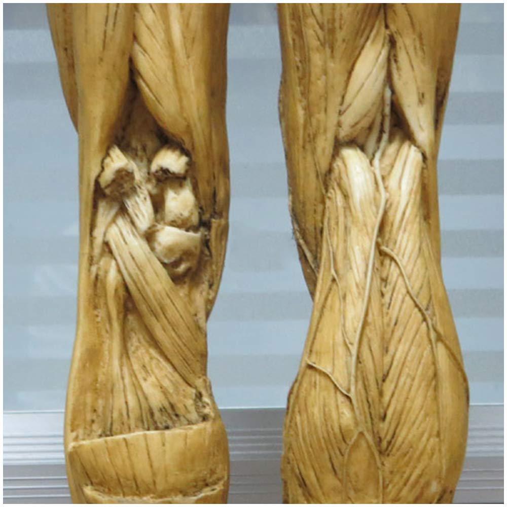 Figure d'anatomie Masculine - Modèle Anatomique de Squelette d'os de Muscle de Corps Humain de 23 Pouces - Modèle de Peinture Anatomique de Squelette Humain pour l'étude de Dessin d'artiste