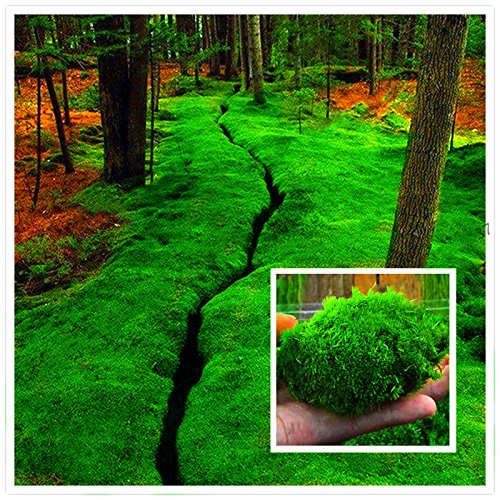 TENGGO Egrow 100 Teile/Paket Moos Samen Home DIY Bonsai Dekoration Grassamen Topfpflanzen Samen Cover
