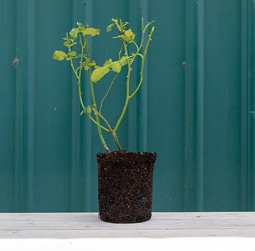 Miniatura 3 de Heirloom Roses Planta de rosa morada - Veranda Rosa Lavanda, Floribunda Roses Planta viva para plantar al aire libre