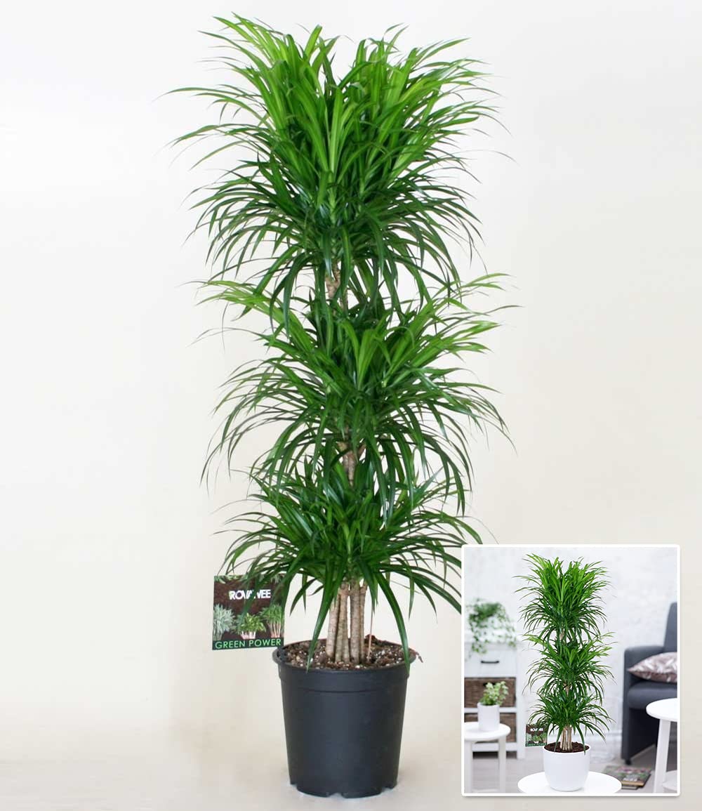 zamioculcas zamiifolia glücksfeder Glücksfeder Zamioculcas Zamiifolia Zimmerpflanze Ø17cm 50cm main image 1