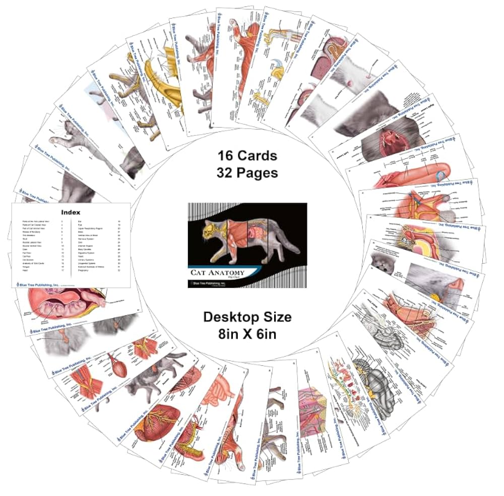Amazon.co.jp: 猫獣医解剖学フリップチャート、解剖学&獣医