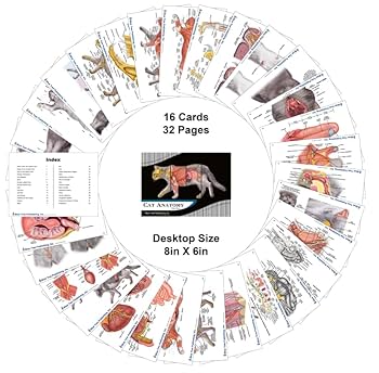 Anatomy of the Cat ほか猫解剖学関連書籍　４点セット Anatomy of the Cat ほか猫解剖学関連書籍 4点セット