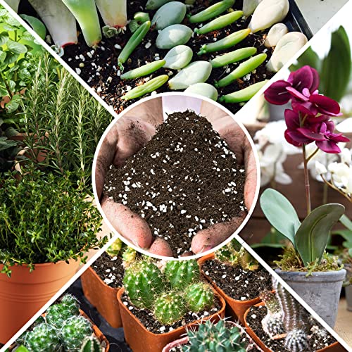 Sprout N Green Organic Potting Mix For Succulents Cactus, 2 Quarts Indoor Plants Soil, For Bonsai, Flowers, Vegetables, Herbs, Orchid, Premixed House Garden Grow Soil Blend Special Formulated #TOP6