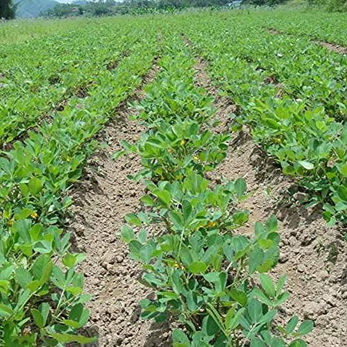 50PCS Semi Di Arachidi Distintivo Puro Naturale Facili Da Usare Per Piantare Naturale Di Sopravvivenza Crop Varietà Non Hanno Bisogno Di Molta Cura Semplice Ricompensa