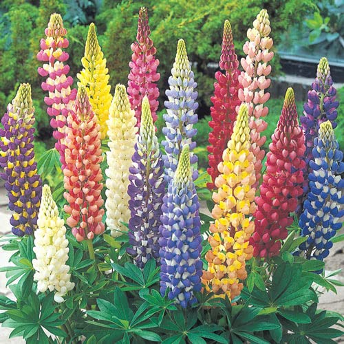 Zabbus Seeds Lupin Mixed Colour Flower Seeds Hybrid F1 Seeds for Home Garden All Season (100 Seeds)