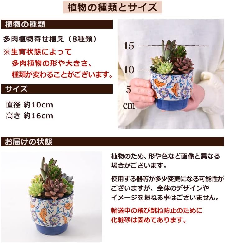 ホットセール 父の日 多肉植物 寄せ植え book型 Sサイズ プレゼント 鉢花 本と多肉 Rmladv Com Br ホットセール 父の日 多肉植物 寄せ植え book型 Sサイズ プレゼント 鉢花 本と多肉 Rmladv Com Br