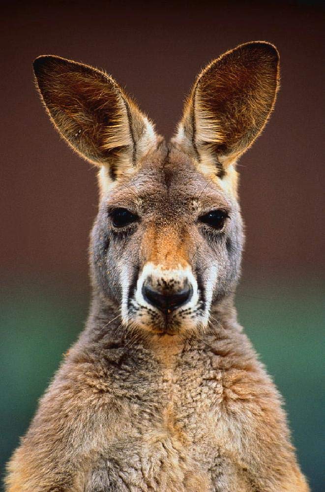 Jigsaw Puzzle for Adults Papery 2000 Kangaroo Face Animal Family Collection Artwork 70x100CM