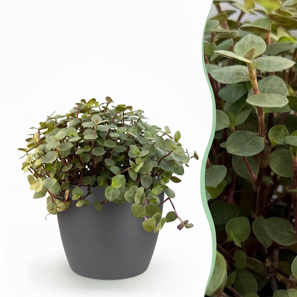 Calissia repens - Herbe à chat - Pet-friendly - Vert - avec Potter Grey - 17-20cm - Ø12cm - Plante d'intérieur - Ensemble complet - Plante avec pot