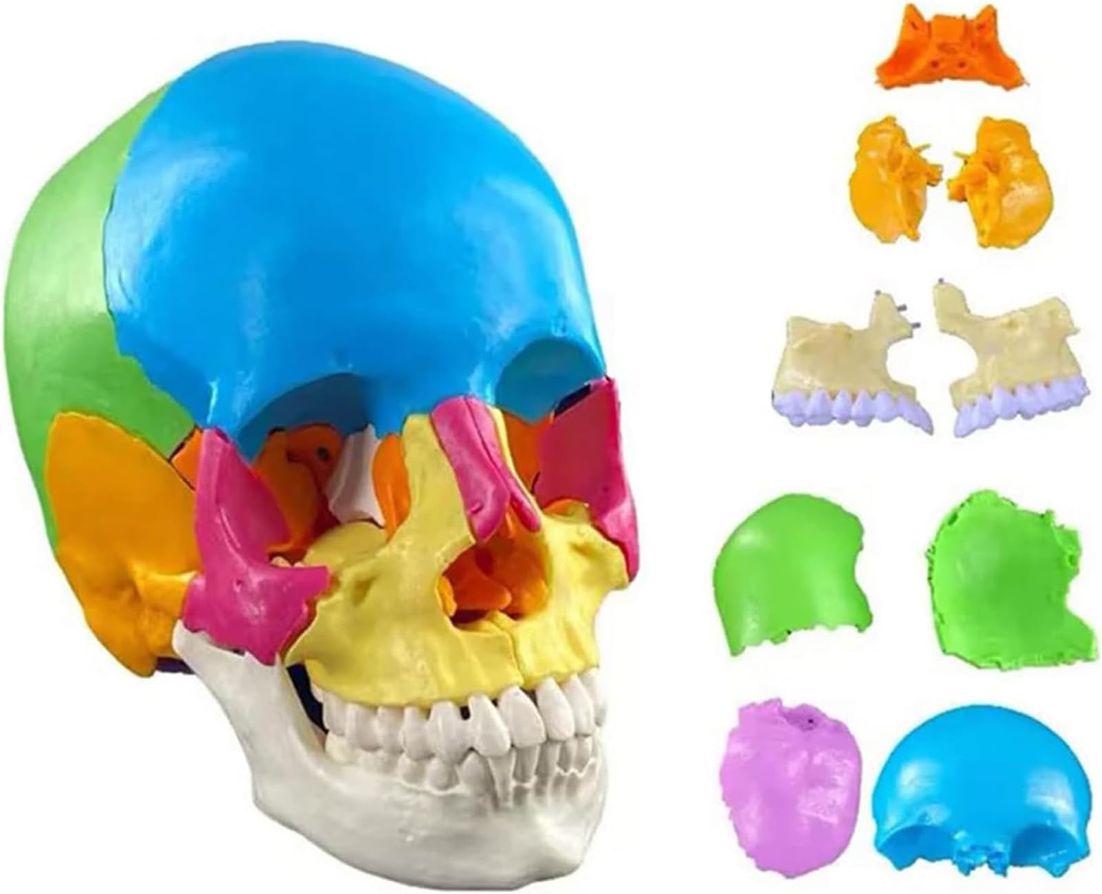 Modello anatomico del cranio umano 4D per l'educazione scientifica, 22 parti di montaggio con il manuale di studio del colore