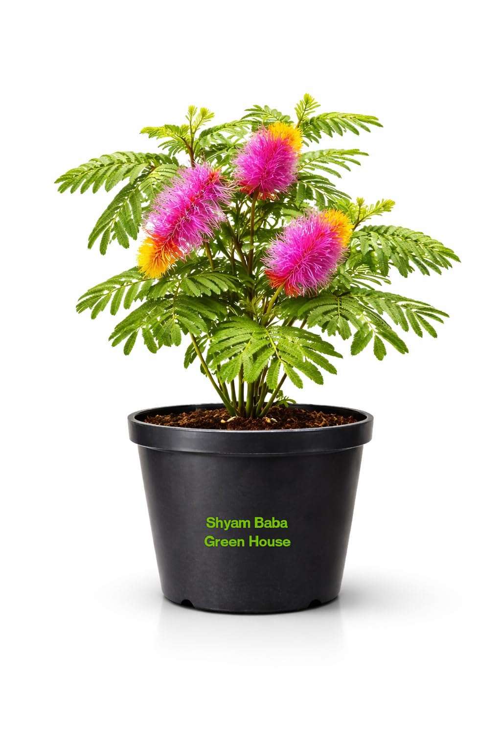Shami Live Medicinal Plant/Sanidev Shami Pooja Plant Sami Plant For Home And Garden Prosopis Cineraria Plant-image-47