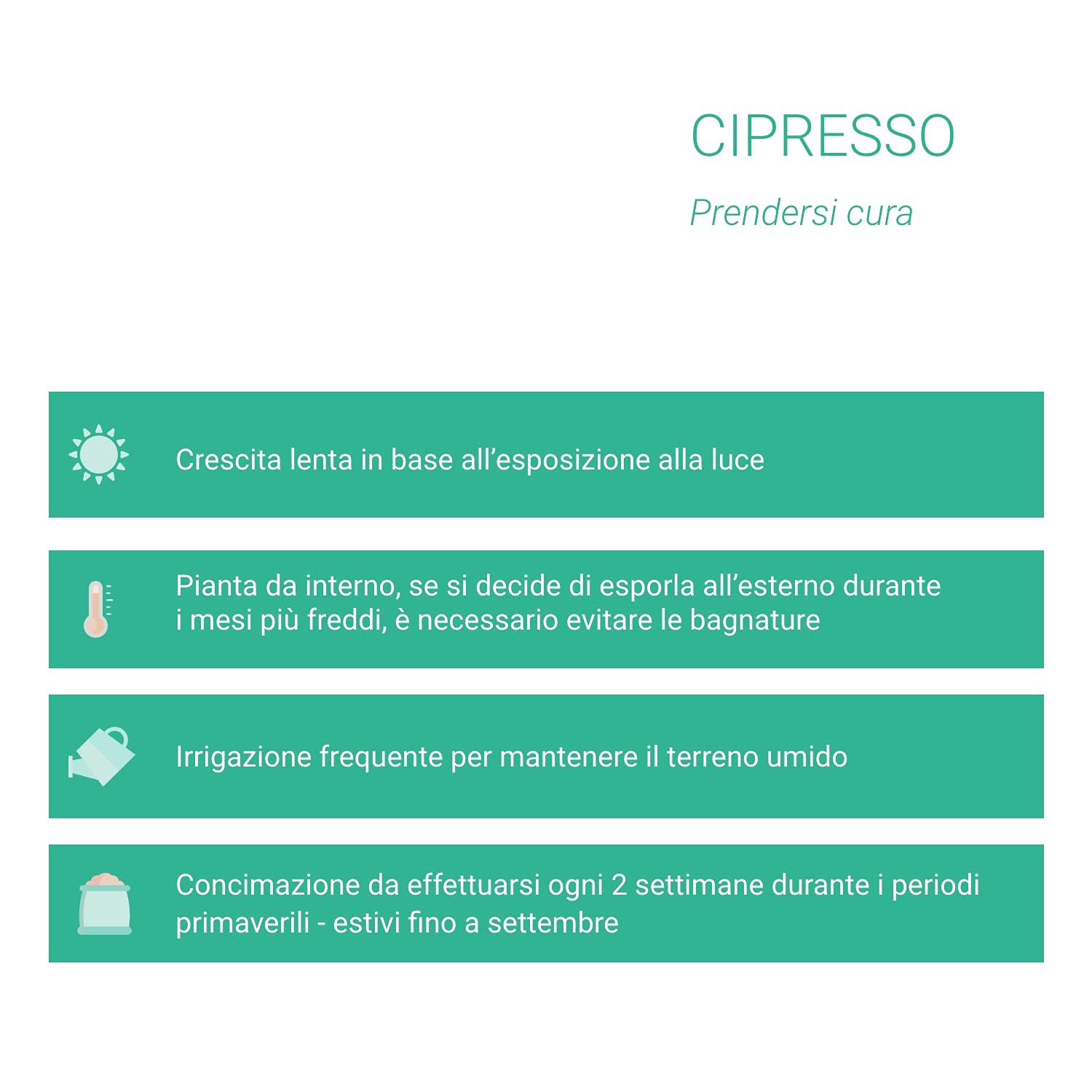 Cipresso Bonsai, Altezza 43 cm, Pianta Vera, Pianta da Interno, Vaso Artigianale in Terracotta - Marrone
