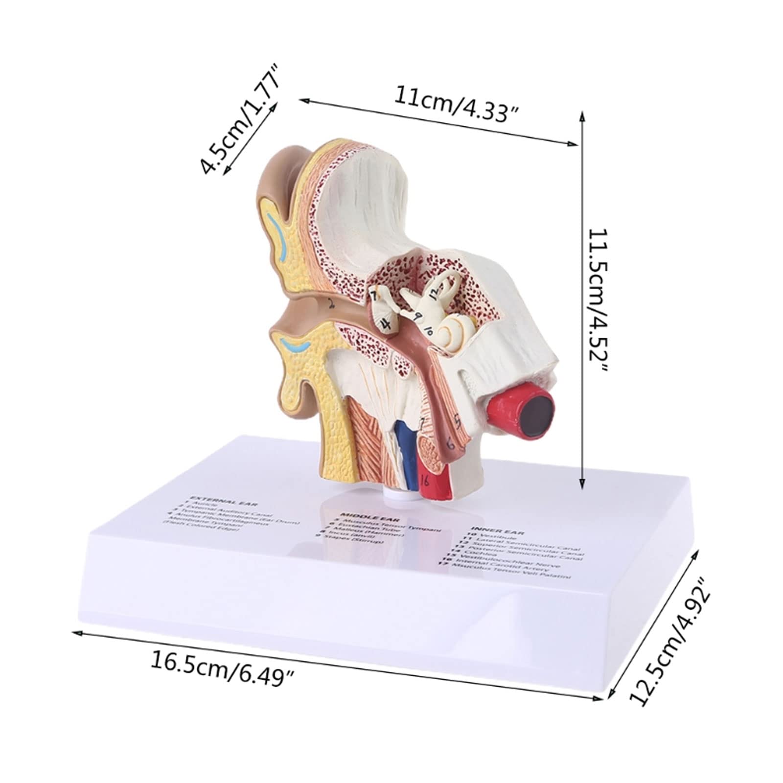1,5 Volte Il Modello Dell'orecchio Umano A Grandezza Naturale Materiale Didattico Per L'anatomia Scientifica Display Per Studio Anatomico Professionale