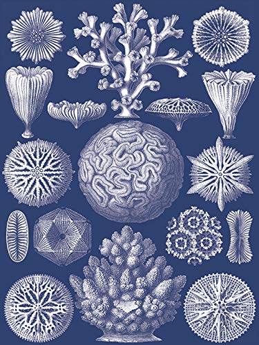 Piddix Canvas, Multi-Colour, 30 x 40 cm